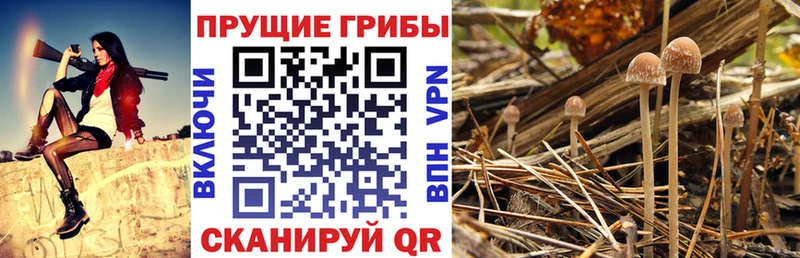 цены наркотик  Екатеринбург  Псилоцибиновые грибы Magic Shrooms 